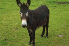 sheila-the-donkey