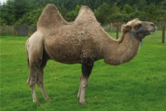 humphre-the-camel