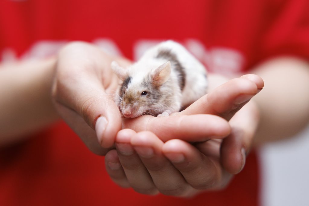 Leahy's Farm Playground July 25 27