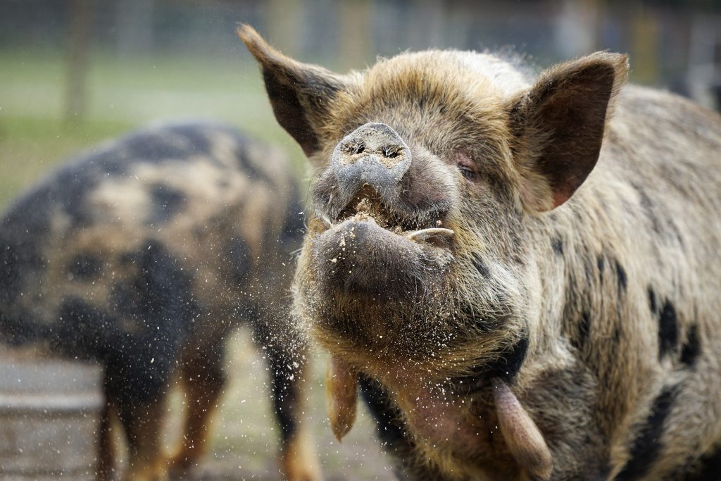 Leahy's Opn Farm April 25 B 50