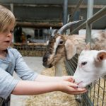 lmae feeding goat
